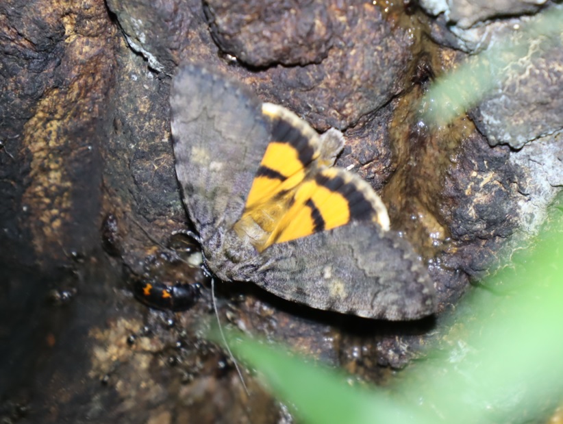 キシタバ（左）_No.9のクヌギ_クワガタ達のオアシス _2023年5月30日20時35分気温19.9度